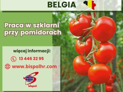 Praca w szklarni przy pomidorach Belgia